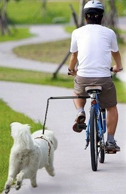 모든 자전거 설치가 쉽다 자전거 개 리시 안전 개 자전거 리시 검은 색에 적합